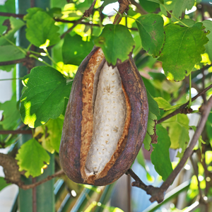 Châtaignier à tige basse BIO