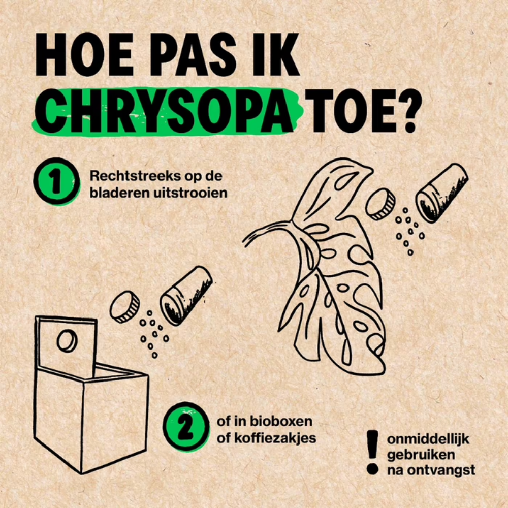 Combating lice with Chrysopa
