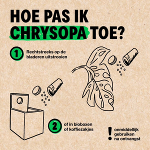 Combating lice with Chrysopa