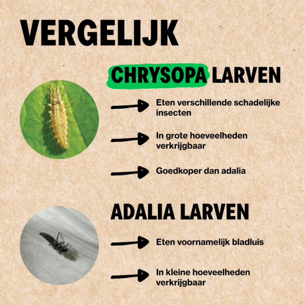 Combating lice with Chrysopa