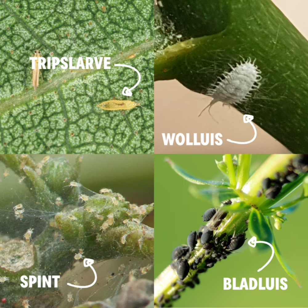 Combating lice with Chrysopa
