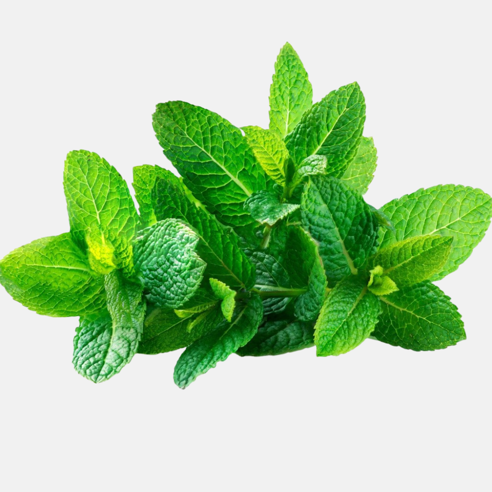 Fraise Menthe - Pot P9