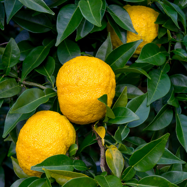 Yuzu - Citrus x junos – PLUKKERS