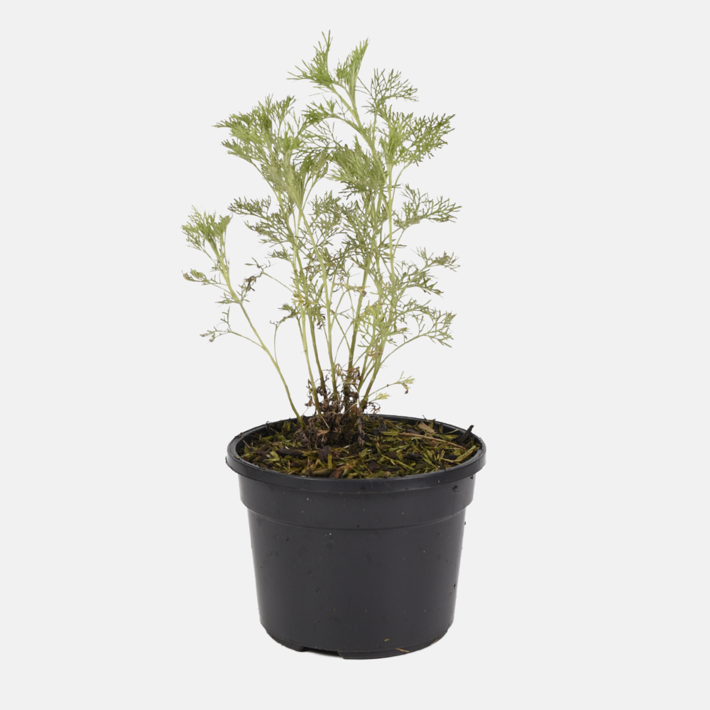 BIO Cola-Kraut im 13 cm Topf