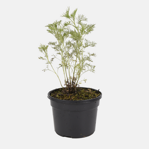 BIO Cola-Kraut im 13 cm Topf