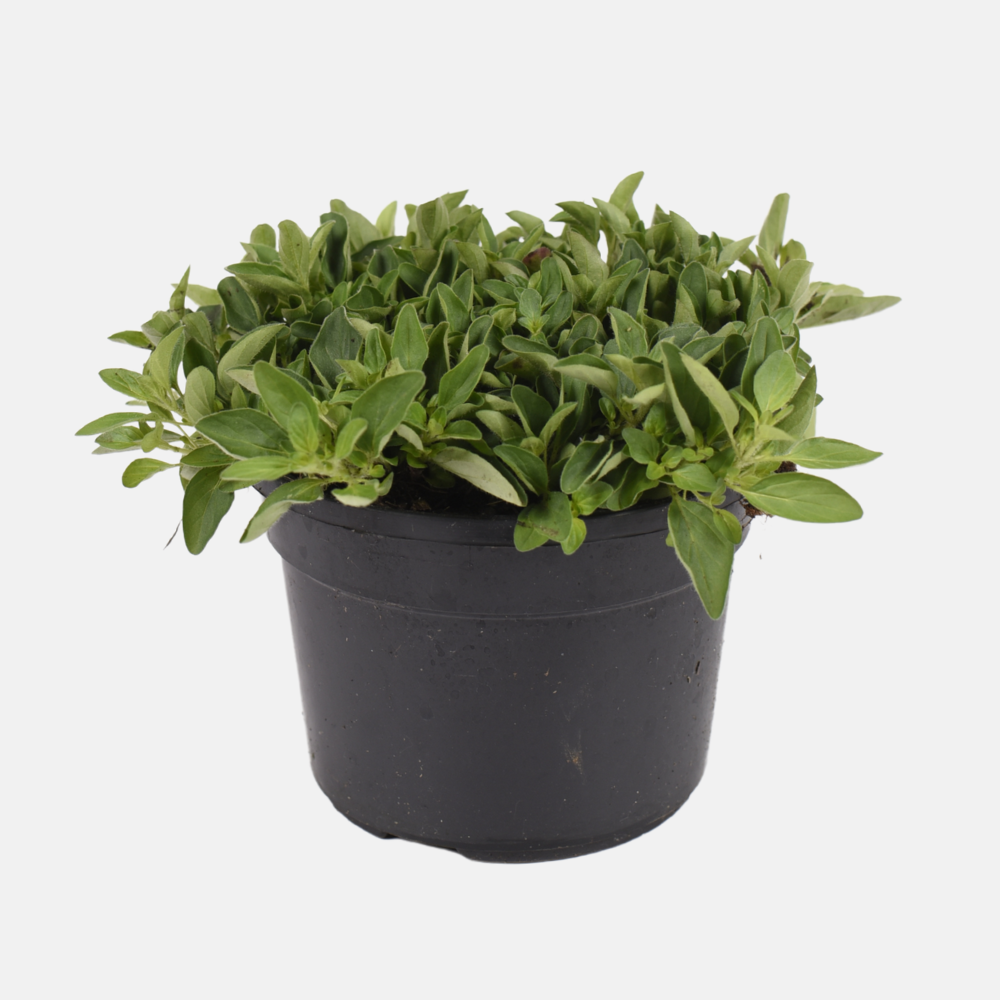 Compact oregano (origanum vulgare) - 'Compactum' BIO