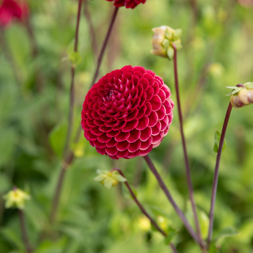 Dahlia 'Cornel'