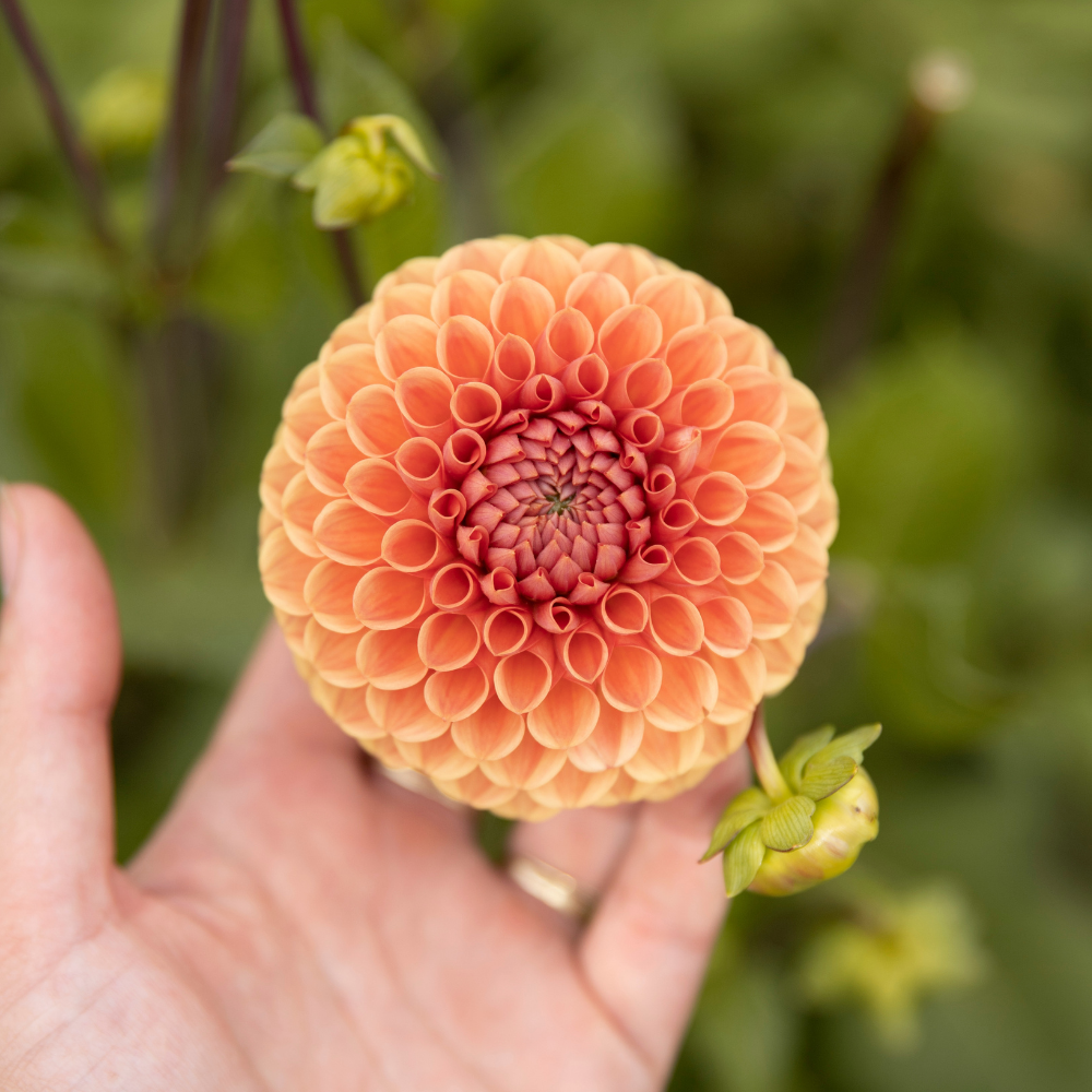 Dahlia 'Cornel Brons'