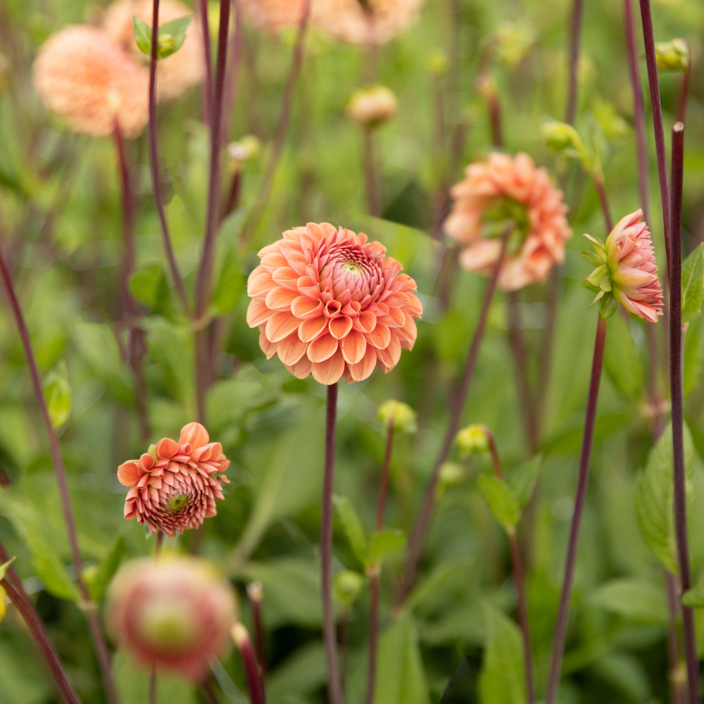 Dahlia 'Cornel Brons'