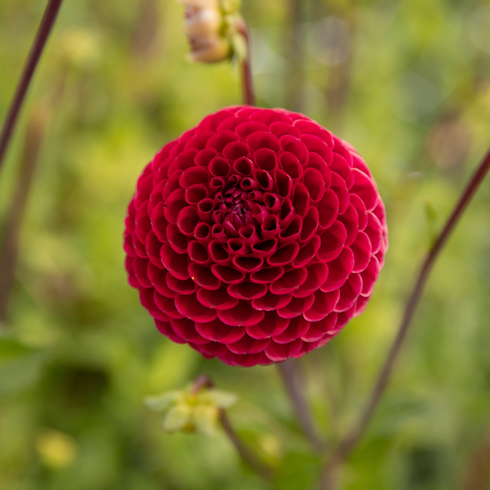 Dahlia 'Cornel'