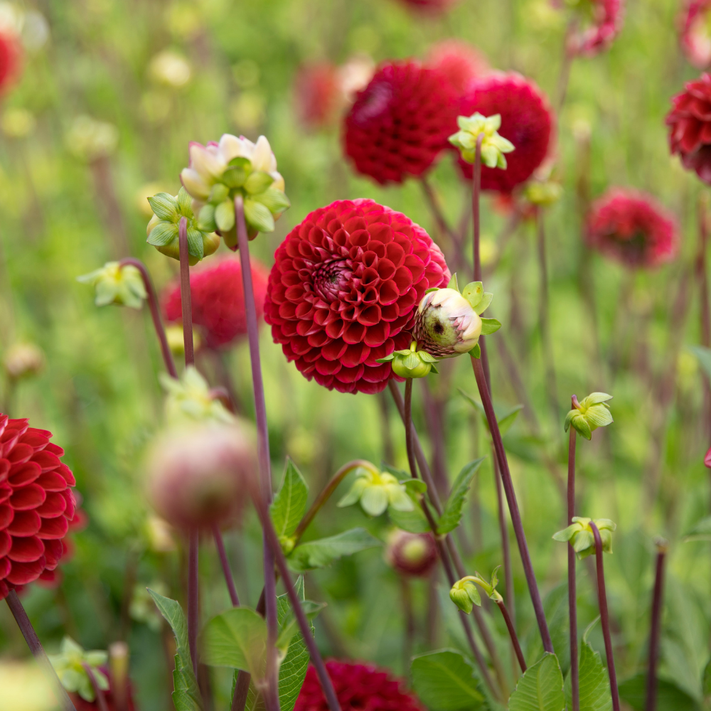 Dahlia 'Cornel'