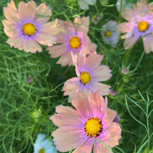 Cosmos bipinnatus (cosmea) - Apricotta