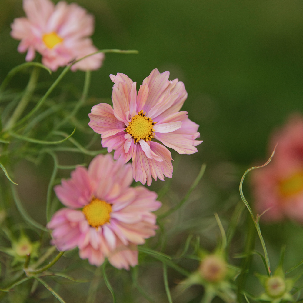 Cosmos bipinnatus (cosmea) - 'Apricotta'