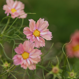 Cosmos bipinnatus (cosmea) - Apricotta