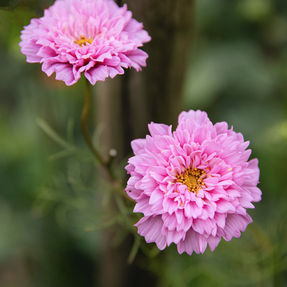 Cosmos bipinnatus (cosmea) - 'Double Dutch Rose'