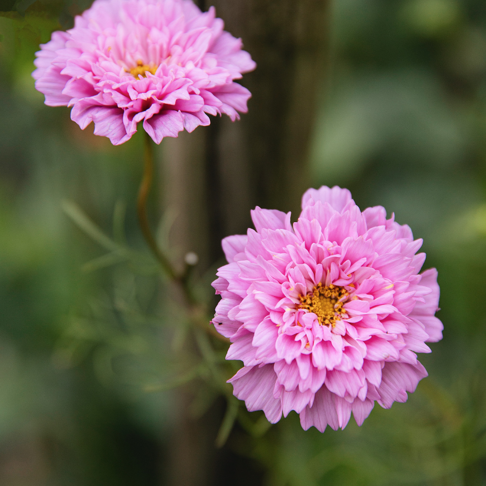 Cosmos bipinnatus (Cosmea) – Gefüllte Holländische Rose