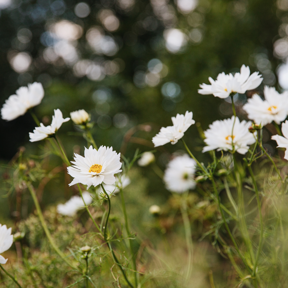 Cosmos bipinnatus (cosmea) - 'Fizzy White'