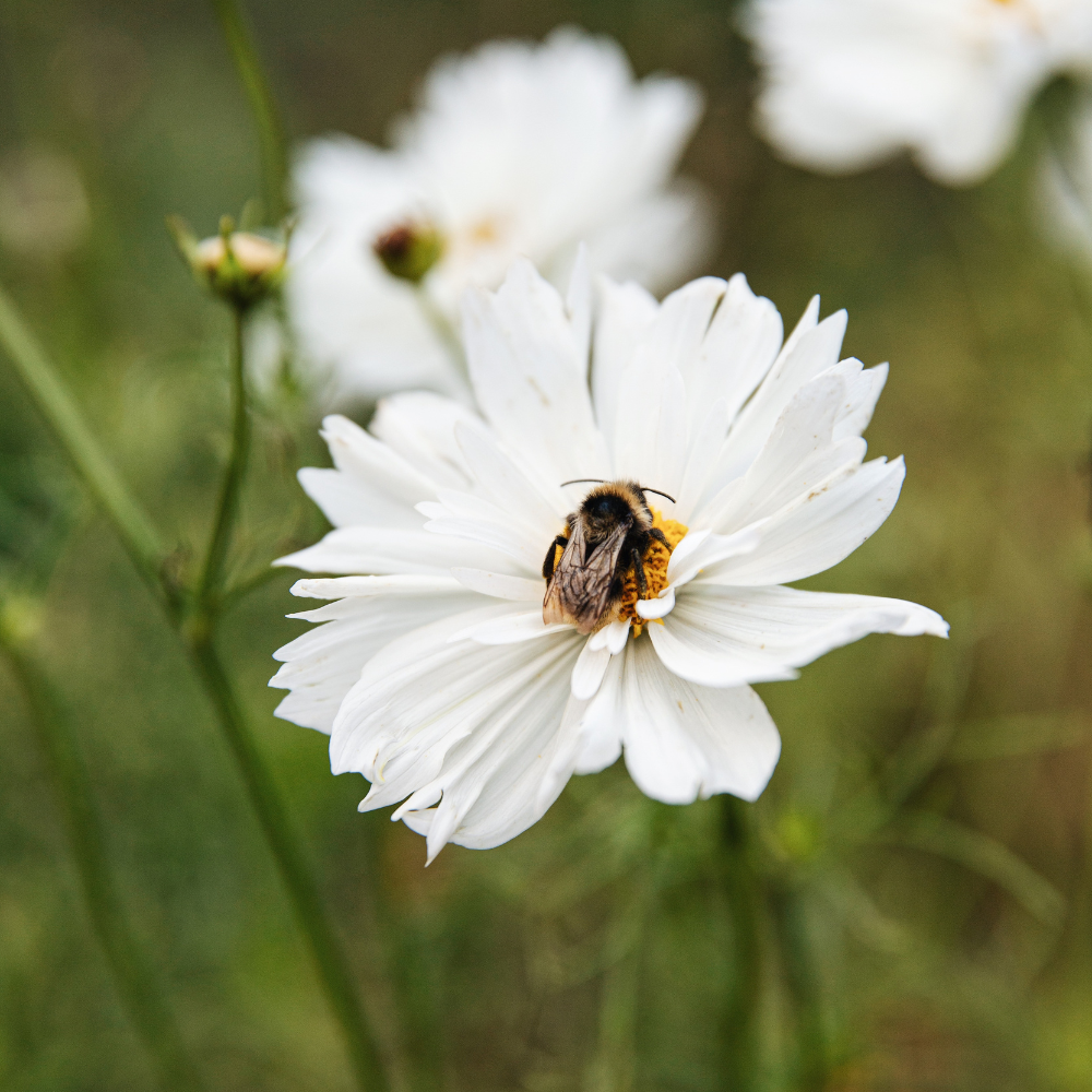 Cosmos bipinnatus (cosmea) - 'Fizzy White'