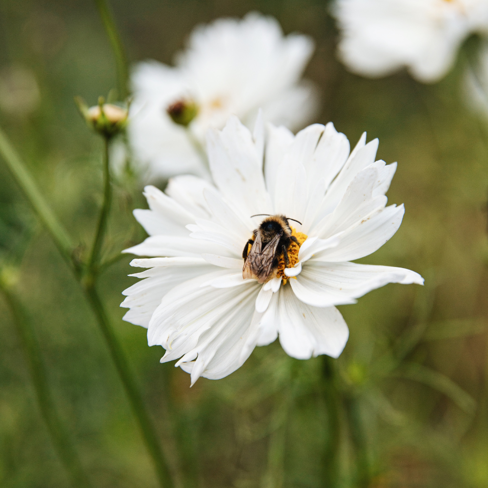 Cosmos bipinnatus (cosmea) - Fizzy White