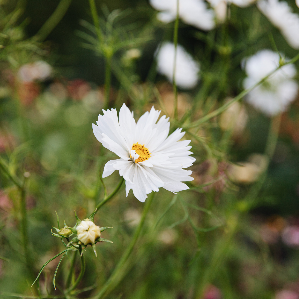 Cosmos bipinnatus (cosmea) - 'Fizzy White'