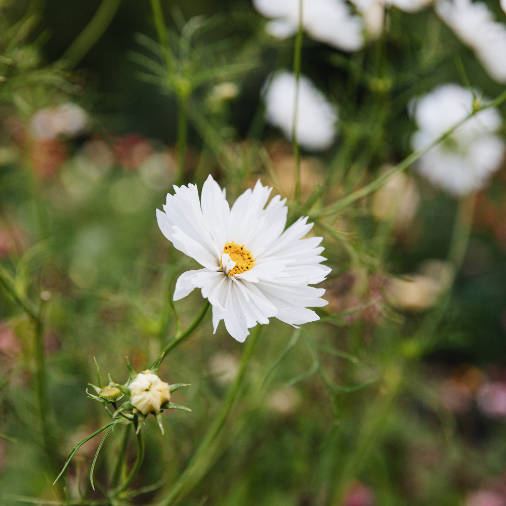 Cosmos bipinnatus (cosmea) - Fizzy White