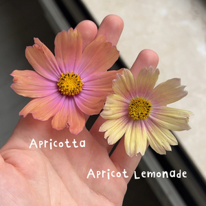 Cosmos bipinnatus (cosmea) - Apricotta