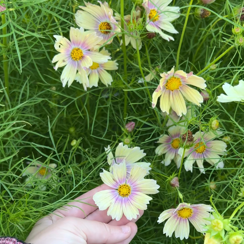 Cosmos bipinnatus (Cosmea) – Aprikosenlimonade