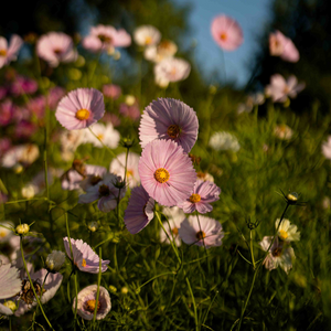 Cosmos bipinnatus (cosmea) - Cupcake Blush