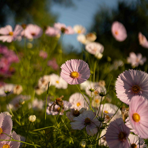 Cosmos bipinnatus (Cosmea) – Cupcake-Rouge