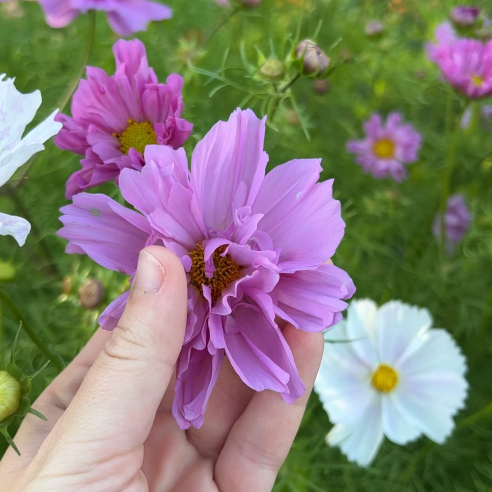 Cosmos bipinnatus (cosmea) - 'Double Click Mixture' - Plukkers.com ...