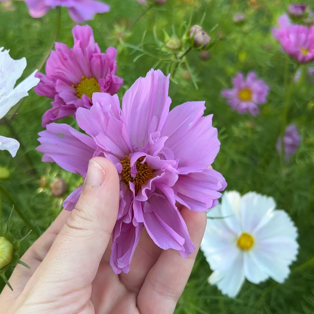 Cosmos bipinnatus (Cosmea) – Doppelklick-Mischung