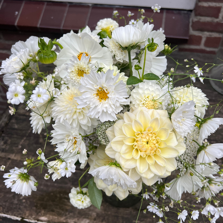 Cosmos bipinnatus (Cosmea) – Double Click Snowpuff