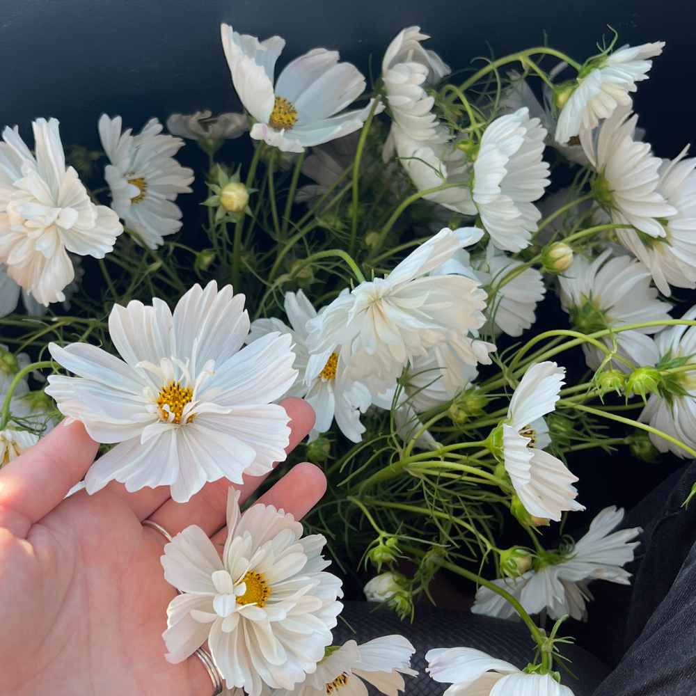 Cosmos bipinnatus (cosmea) - 'Fizzy White'