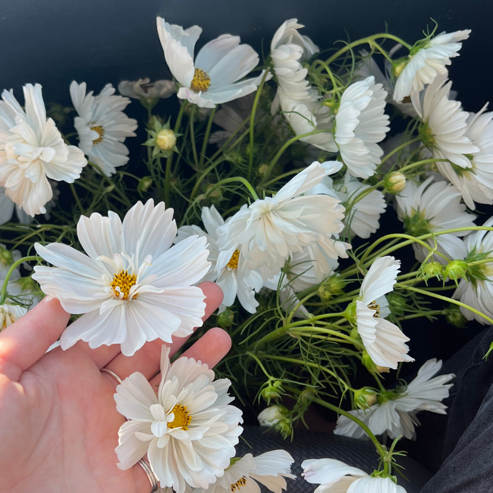 Cosmos bipinnatus (cosmea) - Fizzy White