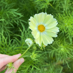 Cosmos bipinnatus (cosmea) - Kiiro