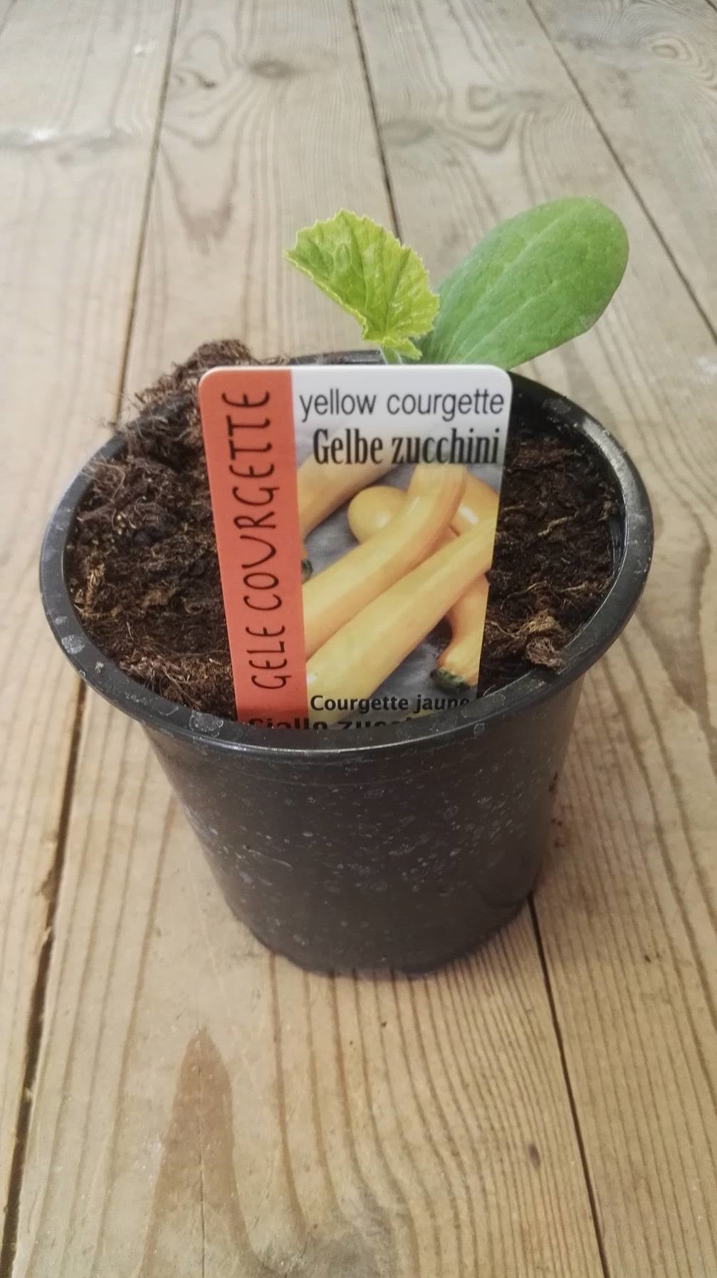 Courgette Jaune Longue en pot 1 plante