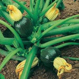 Courgette Groen Rond in pot 1 plant - plant buiten midden mei-midden juni ; oogst juli tot september.