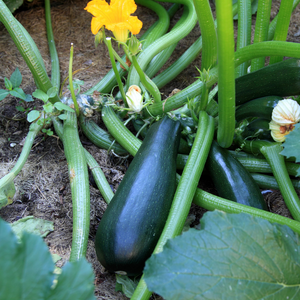 Groene courgette plant 1 stuk BIO