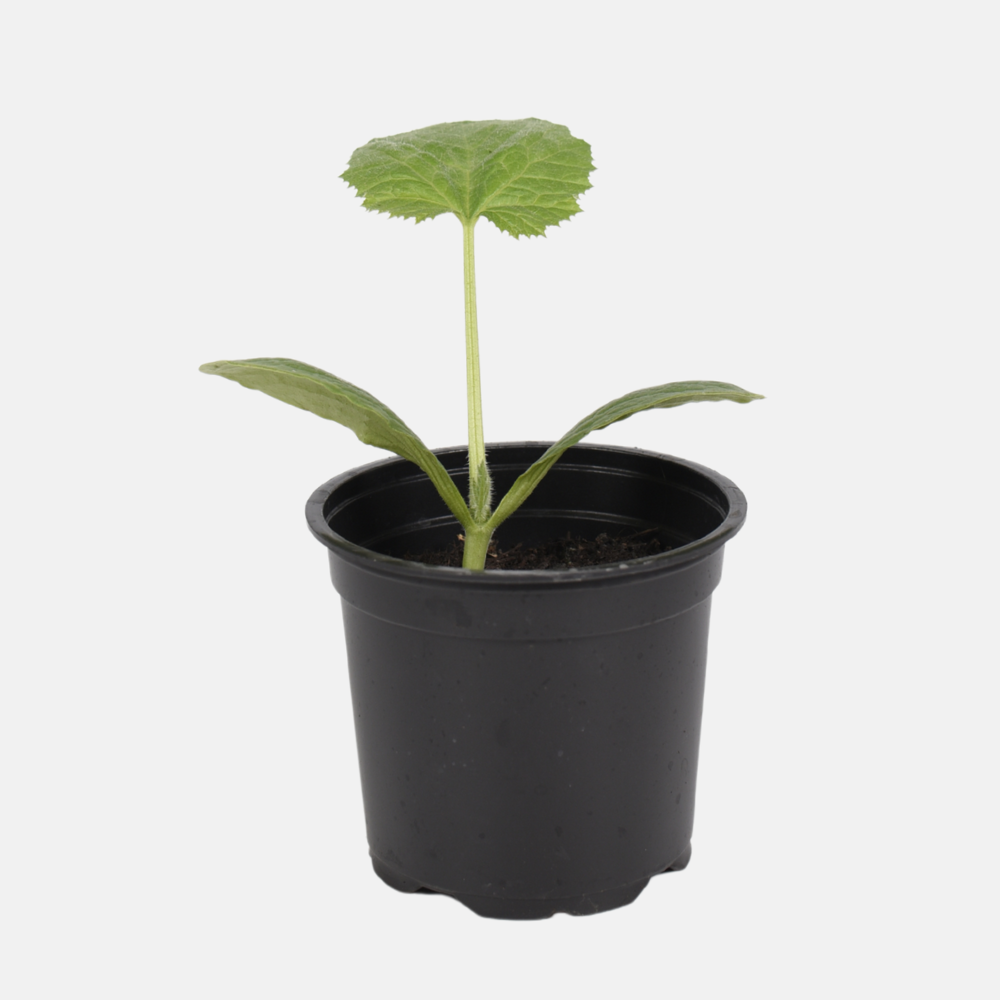 Gele courgette plant 1 stuk BIO