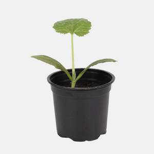 Gele courgette plant 1 stuk BIO