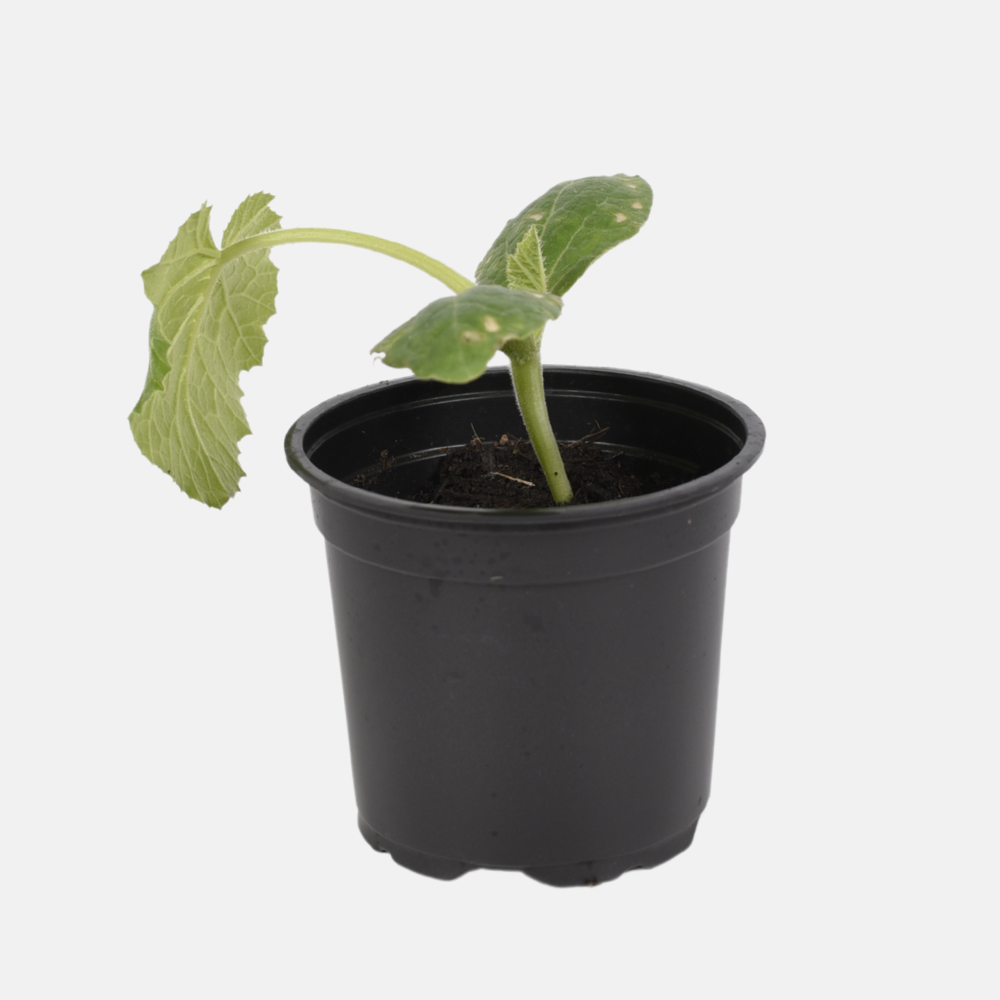 Groene courgette plant 1 stuk BIO