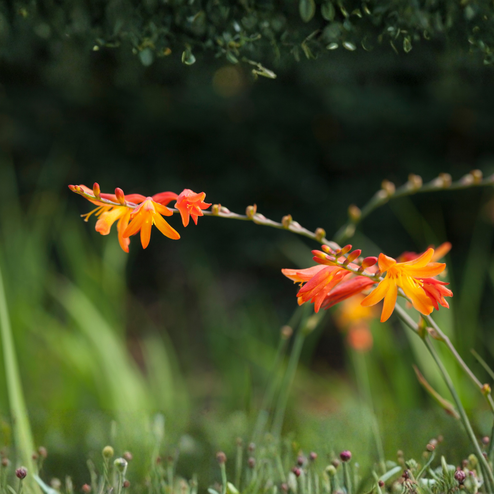 Montbretia/crocosmia 'Bicolor' - 10 stuks