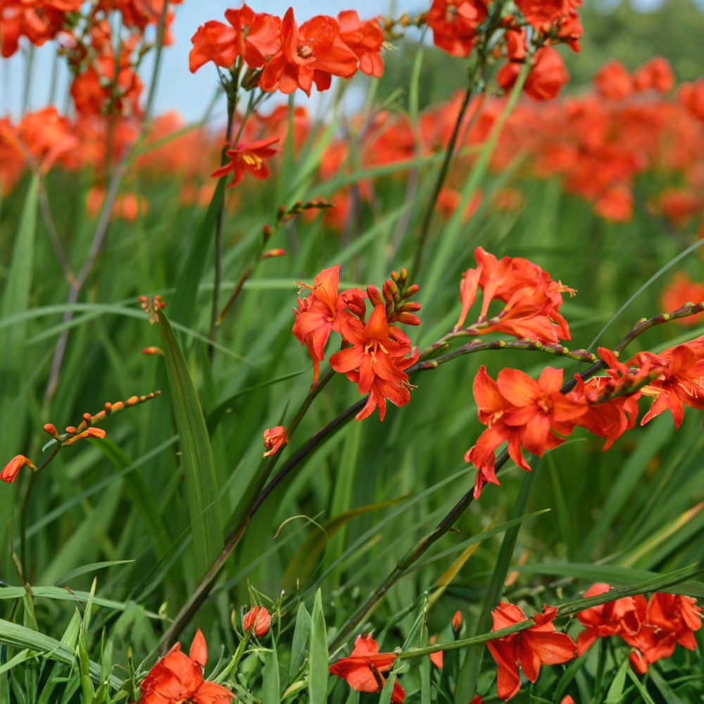 Montbretia/crocosmia 'Emberglow' - 10 stuks