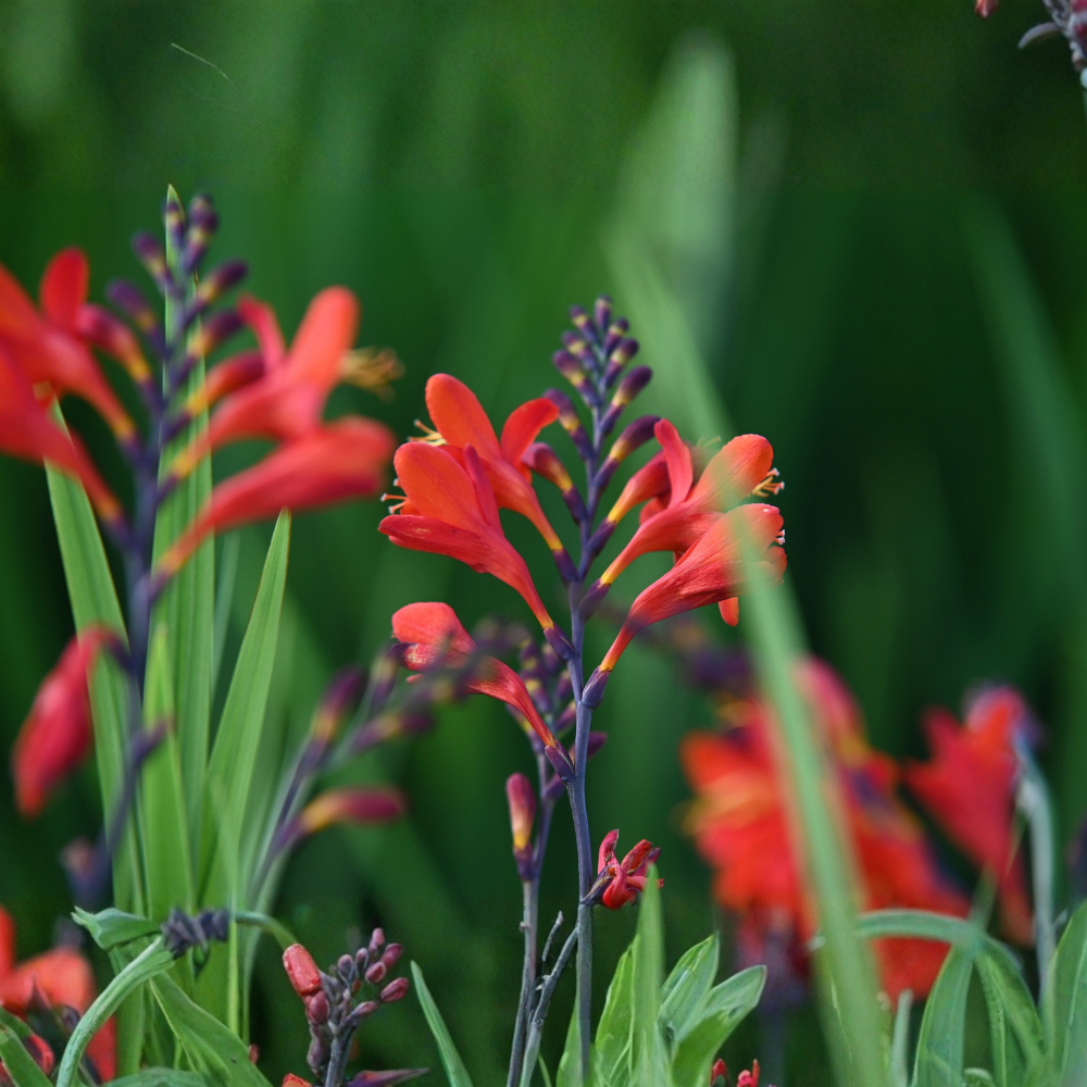 Montbretia 'Lucifer' - 10 pieces