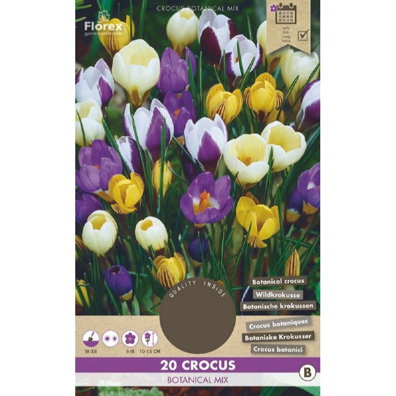 Crocus Botanique Mixte 5/7 20 pièces