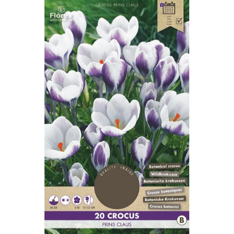 Krokus Botanisch Prins Claus - 25 stuks