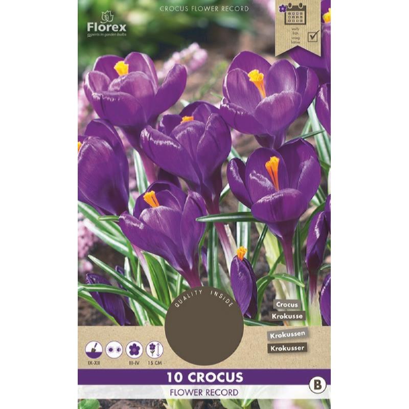 Krokus Flower Record - 10 stuks