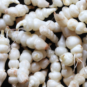 Crosne (également érable japonais ou artichaut chinois) - 50 grammes