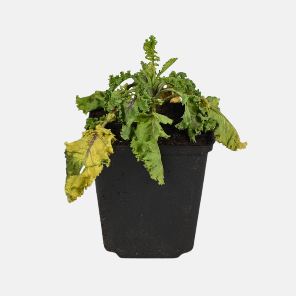 Kruidenpakket - onze 10 favorieten