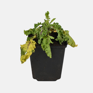 Kruidenpakket - onze 10 favorieten